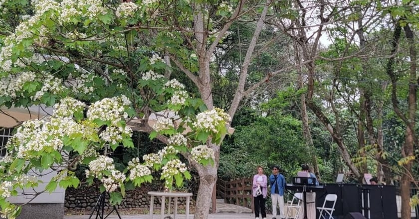 雲林桐花祭4/13登場 古坑荷苞山賞四月雪