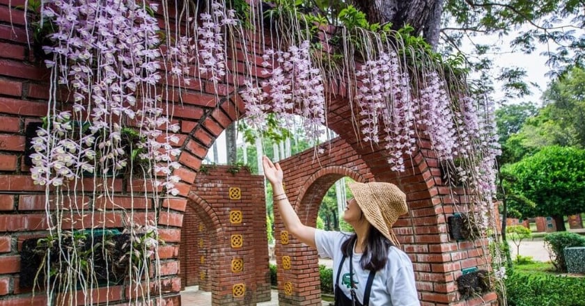 嘉義市桐花祭13日浪漫登場 四月雪搶先感受
