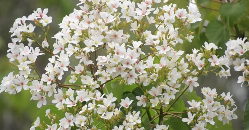 彰化縣桐花祭13日登場 八卦山脈5處景點賞桐