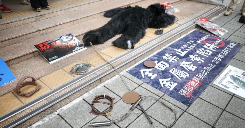 動保團體籲禁用山豬吊 林業署籲不宜全面禁山豬吊 陳駿季承諾1年緩衝期