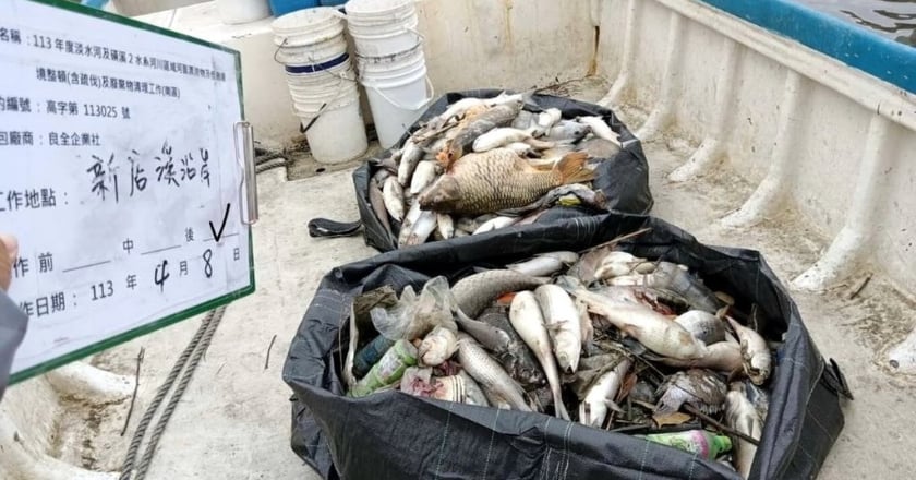 新店溪魚群疑缺氧暴斃 雙北聯合清除逾14公噸