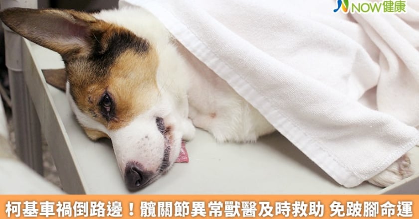 柯基車禍倒路邊！髖關節異常獸醫及時救助 免跛腳命運