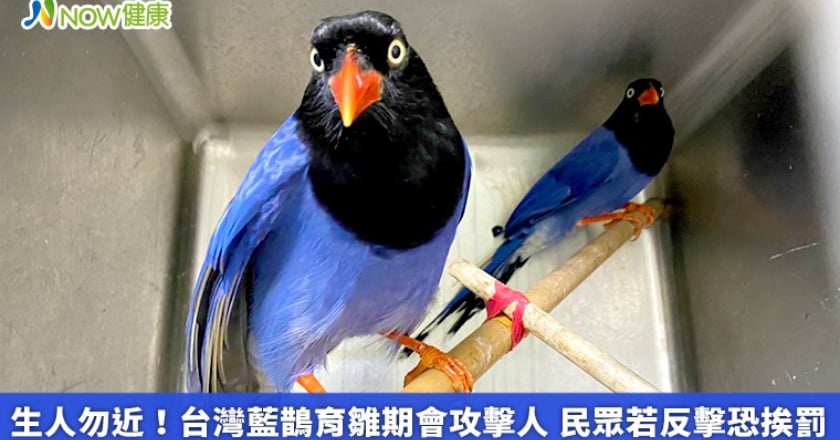 生人勿近！台灣藍鵲育雛期會攻擊人 民眾若反擊恐挨罰