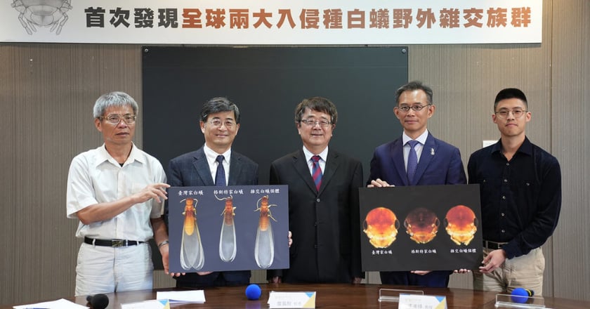 興大研究:全球兩大入侵種白蟻 首次發現野外雜交族群