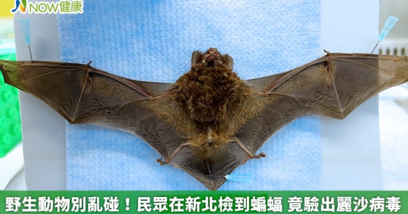 野生動物別亂碰！民眾在新北檢到蝙蝠 竟驗出麗沙病毒