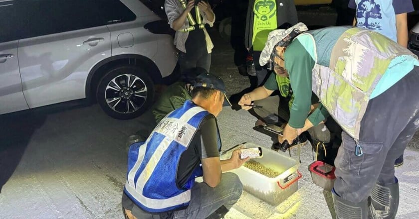 海蟾蜍入侵南投鳥嘴潭人工湖 志工隊1夜抓萬隻幼體