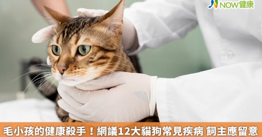 毛小孩的健康殺手!網議12大貓狗常見疾病 飼主應留意
