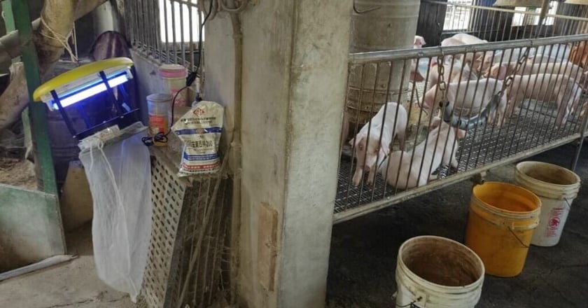 高雄出現首2例本土日本腦炎 1死1住院治療