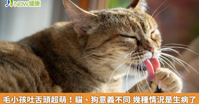 毛小孩吐舌頭超萌!貓、狗意義不同 幾種情況是生病了