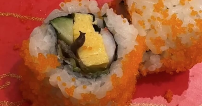 壽司店餐點遭指有蛞蝓 北市稽查未見異物2疏失
