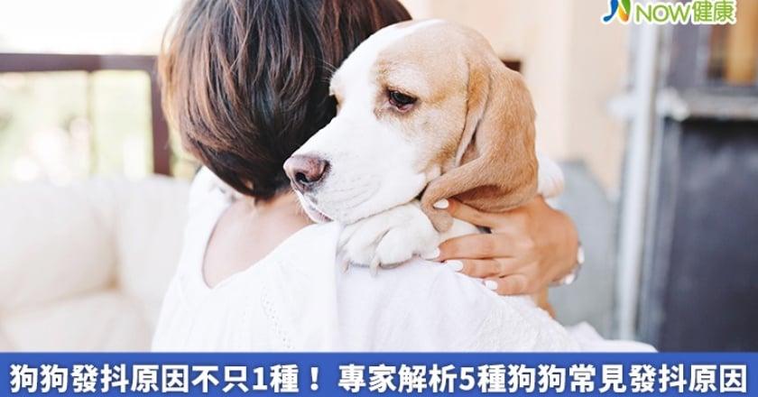 狗狗發抖原因不只1種！ 專家解析5種狗狗常見發抖原因