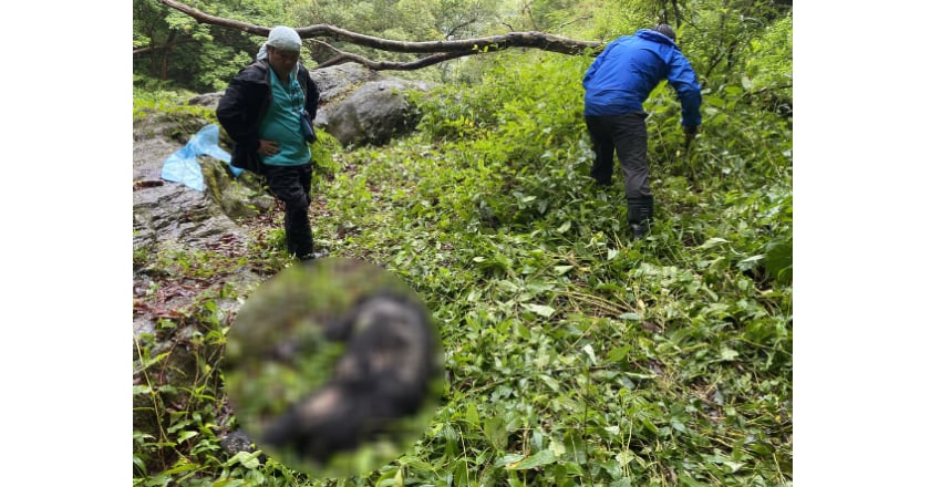 台灣黑熊遭槍擊死亡 玉管處：無法排除盜獵可能