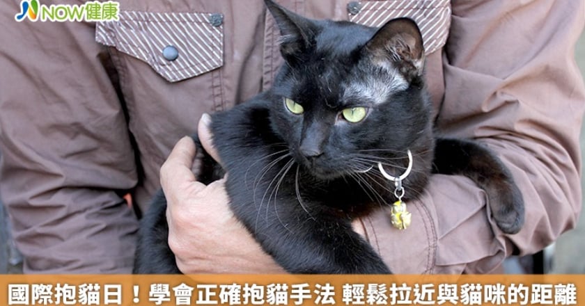 國際抱貓日!學會正確抱貓手法 輕鬆拉近與貓咪的距離
