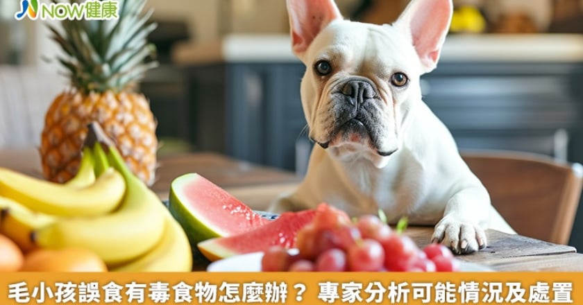 毛小孩誤食有毒食物怎麼辦？ 專家分析可能情況及處置