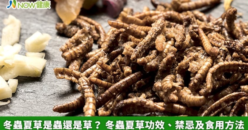 冬蟲夏草是蟲還是草？ 冬蟲夏草功效、禁忌及食用方法