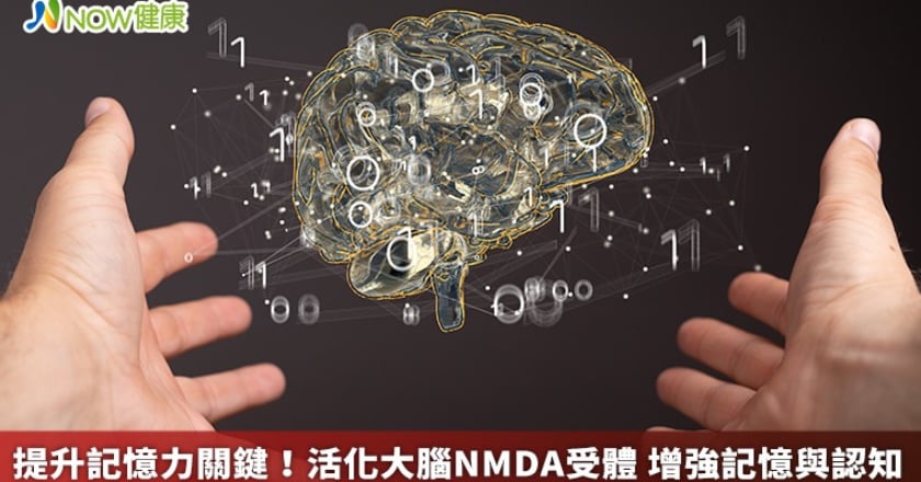 提升記憶力關鍵！活化大腦NMDA受體 增強記憶與認知