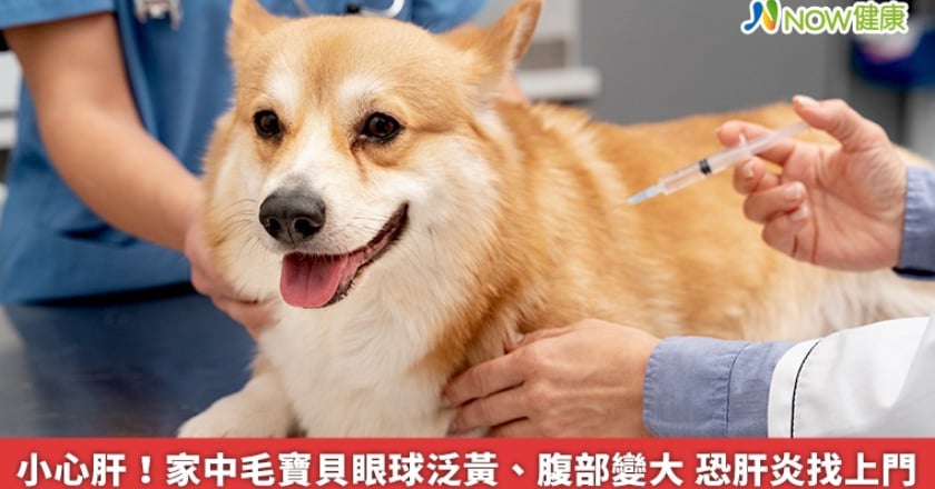 小心肝！家中毛寶貝眼球泛黃、腹部變大 恐肝炎找上門