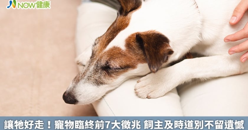 讓牠好走!寵物臨終前7大徵兆 飼主及時道別不留遺憾