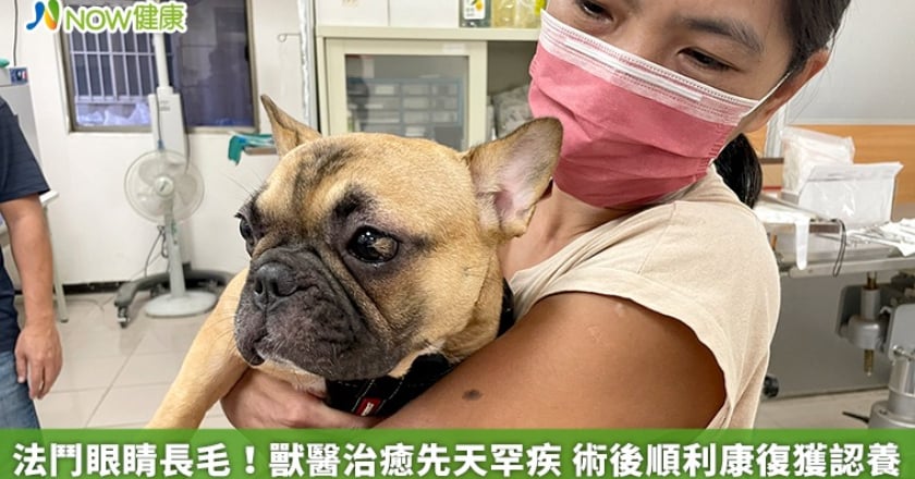 法鬥眼睛長毛！獸醫治癒先天罕疾 術後順利康復獲認養