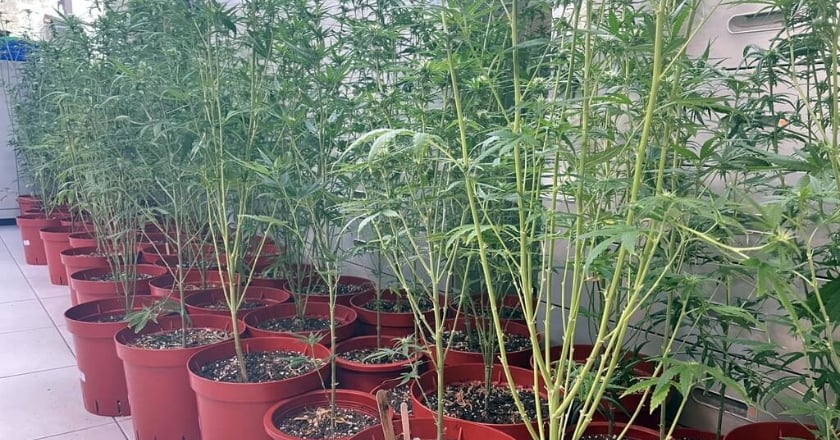 觀音山私人墓園種大麻 警逮2男1女查扣93株