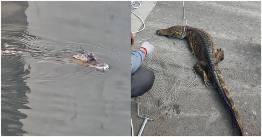 高屏溪至少5鱷魚？屏農業處：9/17捕獲未再有通報