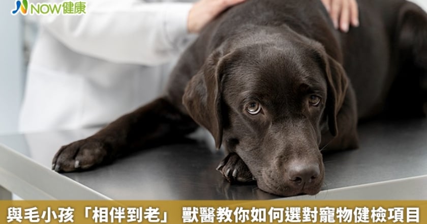 與毛小孩「相伴到老」 獸醫教你如何選對寵物健檢項目