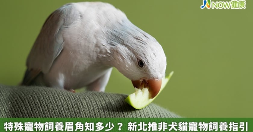 特殊寵物飼養眉角知多少？ 新北推非犬貓寵物飼養指引