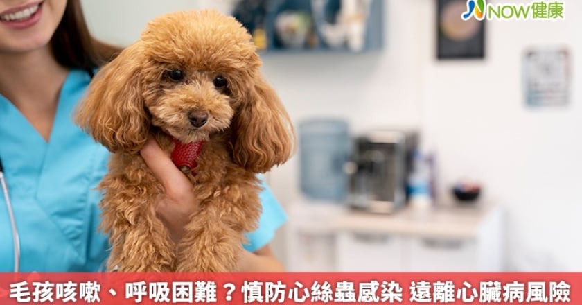 毛孩咳嗽、呼吸困難？慎防心絲蟲感染 遠離心臟病風險