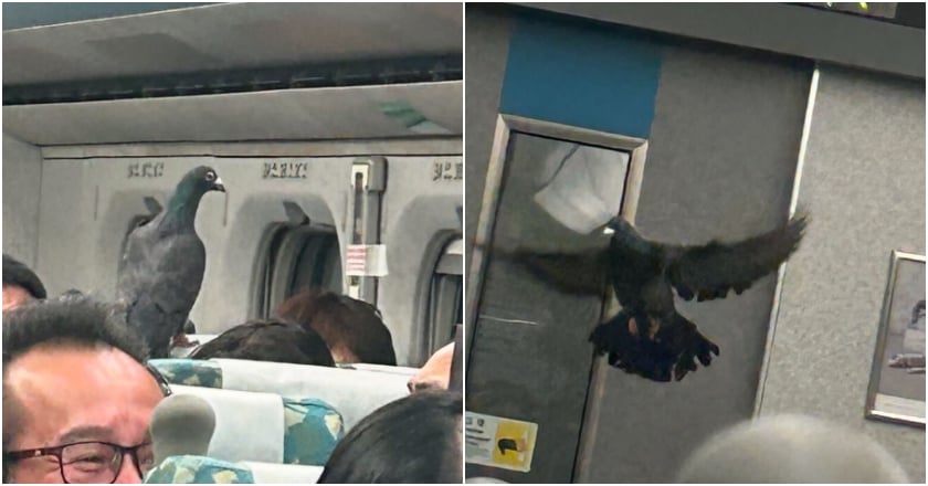 車廂內鴿子飛竄 高鐵要求飼主攜鳥下車