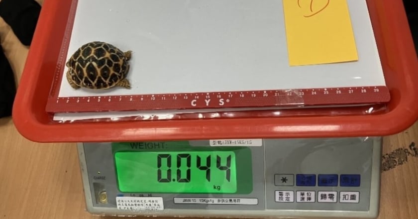 海關統計1至9月走私動物 保育類以印度星龜最多