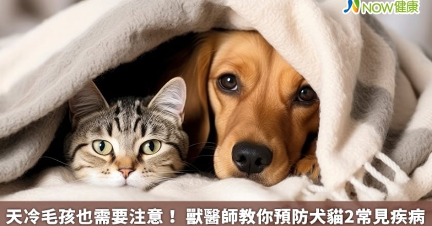 天冷毛孩也需要注意！ 獸醫師教你預防犬貓2常見疾病