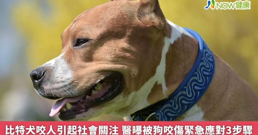 比特犬咬人引起社會關注 醫曝被狗咬傷緊急應對3步驟