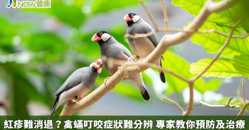 紅疹難消退？禽蟎叮咬症狀難分辨 專家教你預防及治療