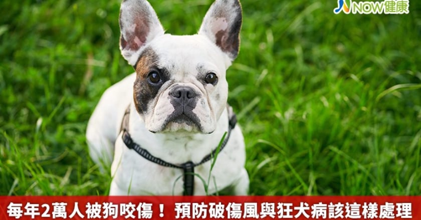每年2萬人被狗咬傷! 預防破傷風與狂犬病該這樣處理