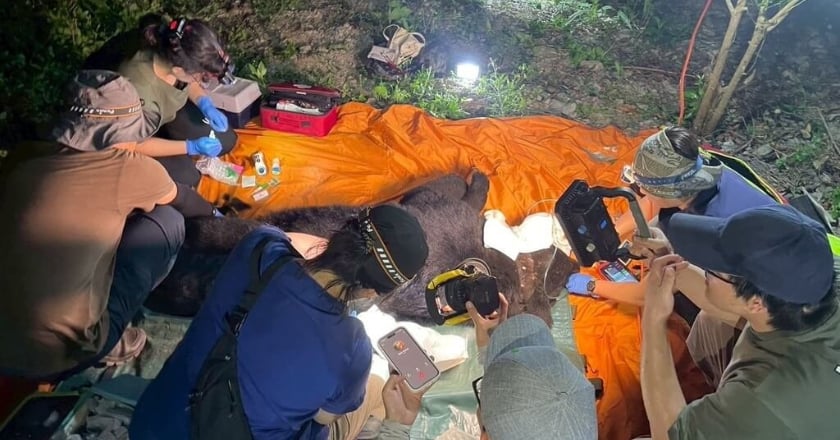 花蓮卓溪黑熊再度掠食家犬作勢攻擊人 遭槍擊中送醫身亡