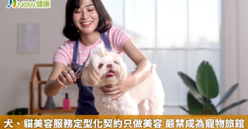 犬、貓美容服務定型化契約只做美容 嚴禁成為寵物旅館