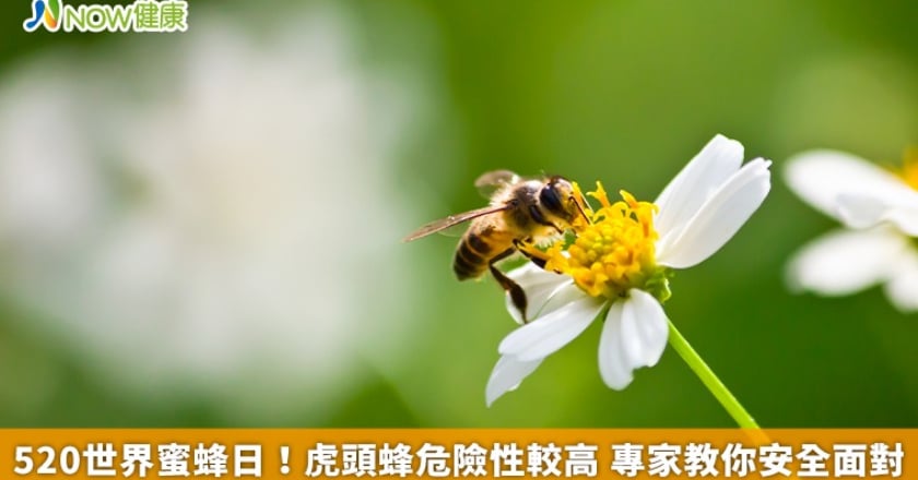 520世界蜜蜂日!虎頭蜂危險性較高 專家教你安全面對