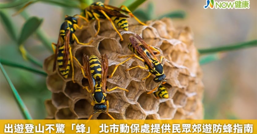 出遊登山不驚「蜂」 北市動保處提供民眾郊遊防蜂指南