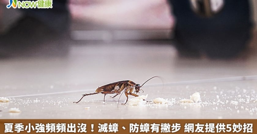 夏季小強頻頻出沒!滅蟑、防蟑有撇步 網友提供5妙招