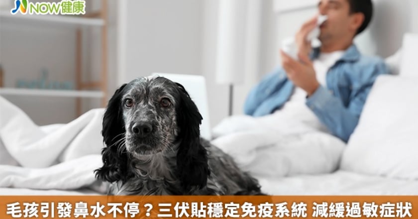 毛孩引發鼻水不停?三伏貼穩定免疫系統 減緩過敏症狀