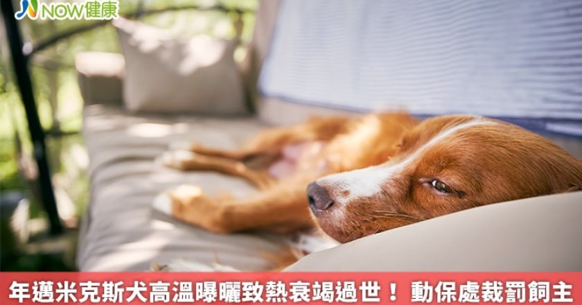 年邁米克斯犬高溫曝曬致熱衰竭過世！ 動保處裁罰飼主