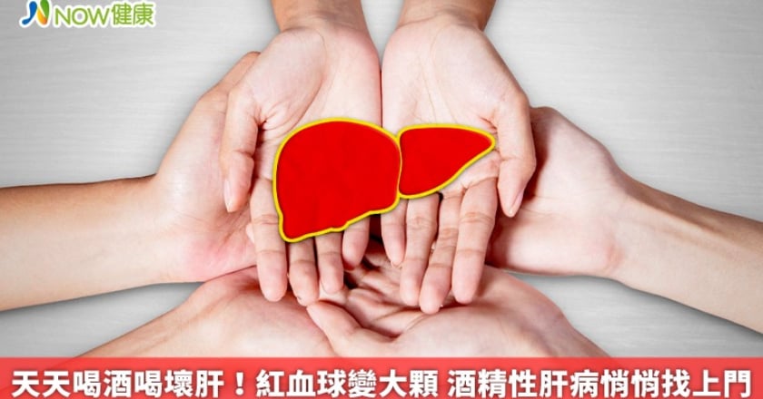 天天喝酒喝壞肝！紅血球變大顆 酒精性肝病悄悄找上門