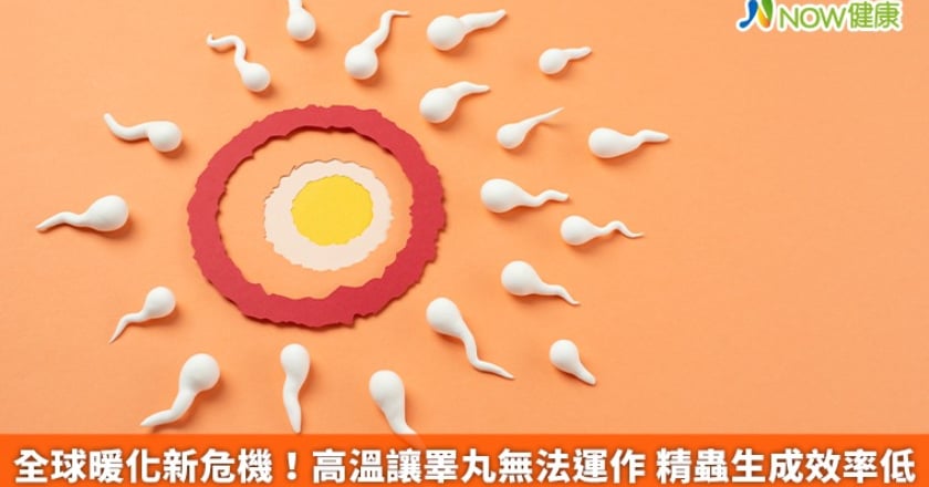 全球暖化新危機！高溫讓睪丸無法運作 精蟲生成效率低