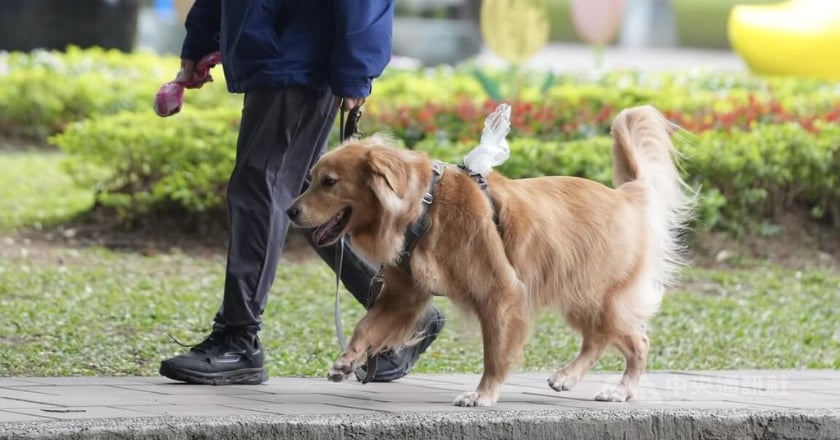 政院拍板動保法修正 棄養最高罰百萬、虐待動物最重關5年