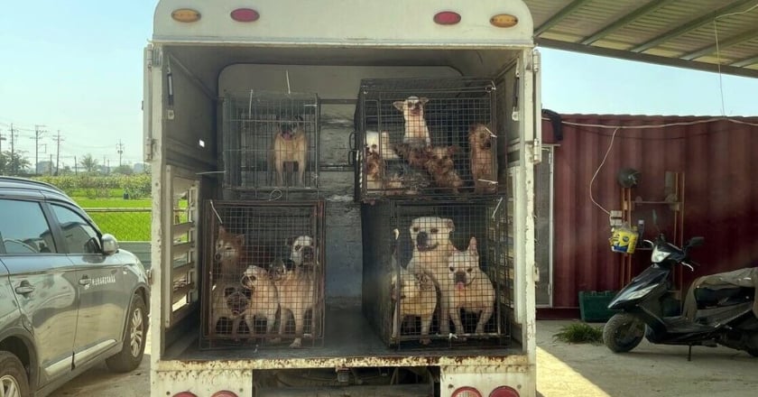 嘉義驚爆非法繁殖場虐犬割聲帶 63犬遭沒入安置、飼主送辦