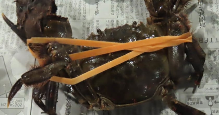 近3年首見 日本絨螯蟹戴奧辛超標 食藥署100％監視查驗1年