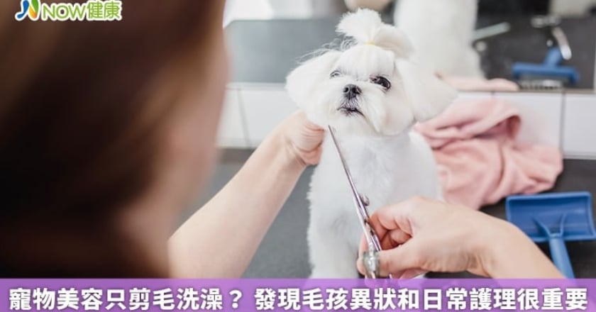寵物美容只剪毛洗澡？ 發現毛孩異狀和日常護理很重要