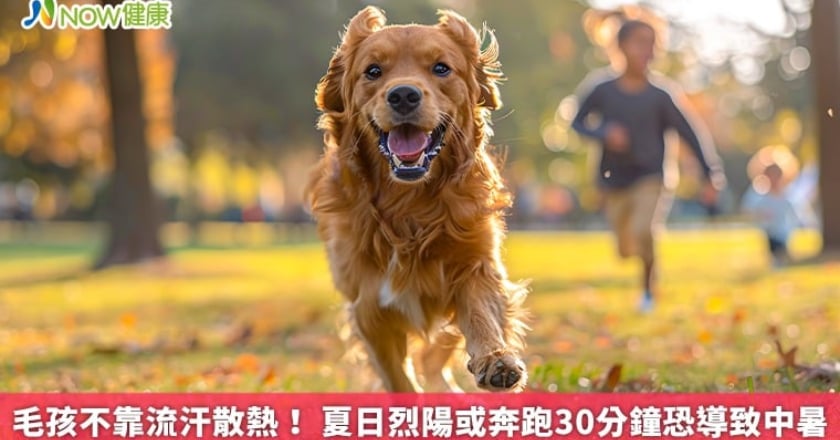 毛孩不靠流汗散熱！ 夏日烈陽或奔跑30分鐘恐導致中暑