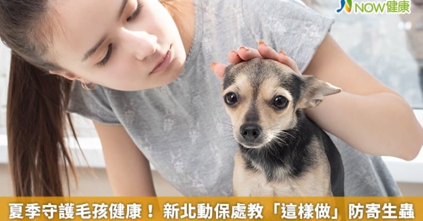 夏季守護毛孩健康！ 新北動保處教「這樣做」防寄生蟲