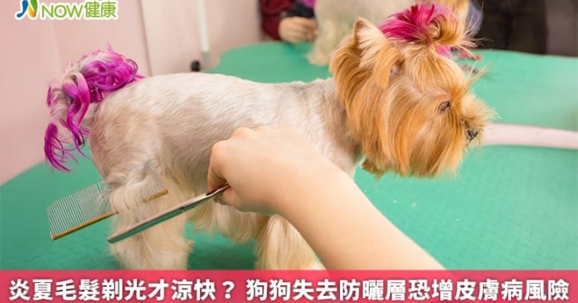 炎夏毛髮剃光才涼快? 狗狗失去防曬層恐增皮膚病風險